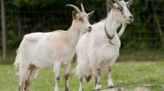 Zanimljive činjenice o poljoprivrednim životinjama